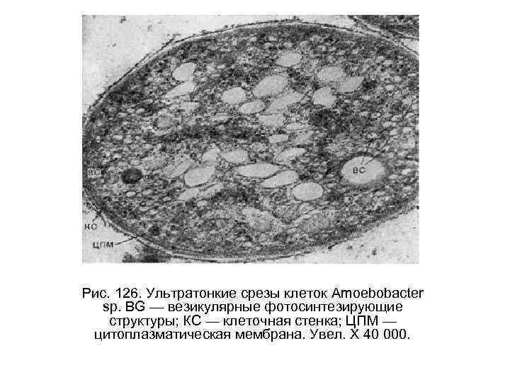 Рис. 126. Ультратонкие срезы клеток Amoebobacter sp. BG — везикулярные фотосинтезирующие структуры; КС —