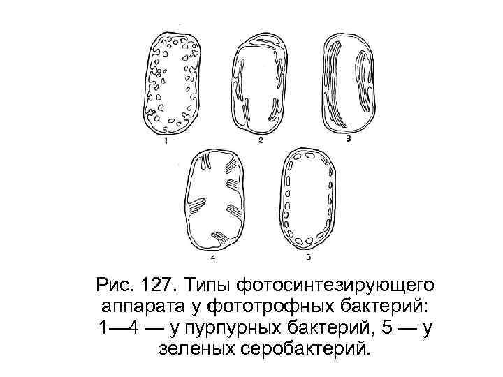 Рис. 127. Типы фотосинтезирующего аппарата у фототрофных бактерий: 1— 4 — у пурпурных бактерий,