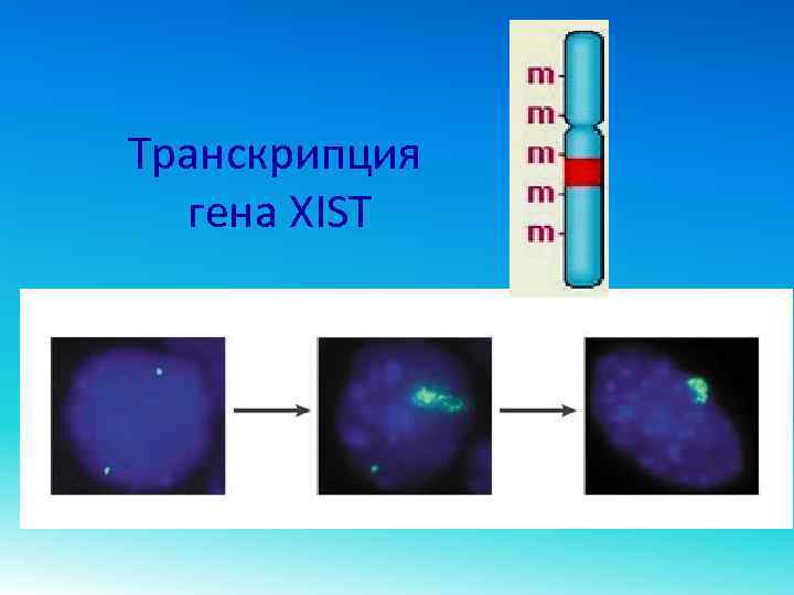 Транскрипция гена XIST 