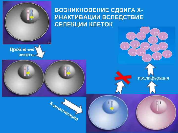 ВОЗНИКНОВЕНИЕ СДВИГА ХИНАКТИВАЦИИ ВСЛЕДСТВИЕ СЕЛЕКЦИИ КЛЕТОК Дробление зиготы пролиферация Х- ин ак ти ва