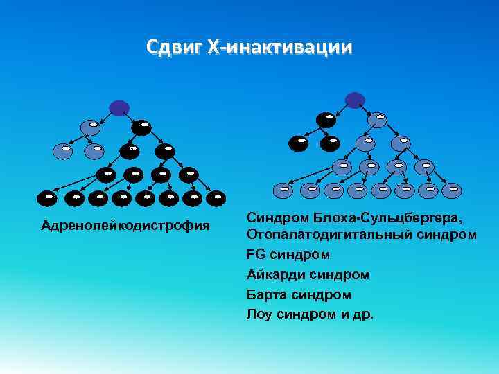 Сдвиг Х-инактивации Адренолейкодистрофия Синдром Блоха-Сульцбергера, Отопалатодигитальный синдром FG синдром Айкарди синдром Барта синдром Лоу