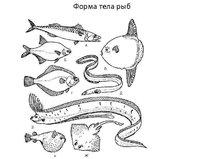 Какое тело у рыб. Стреловидная форма тела рыб. Листовидная форма тела у рыб. Макруровидная форма тела рыб. Различные типы формы тела рыб (по г. в. Никольскому, 1974) :.