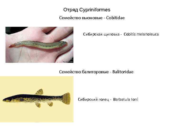 Отряд Cypriniformes Семейство вьюновые - Cobitidae Сибирская щиповка - Cobitis melanoleuca Семейство балиторовые -