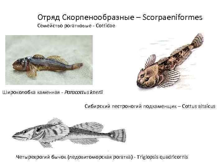 Зубчатый крабоид-подкаменщик - 8893409