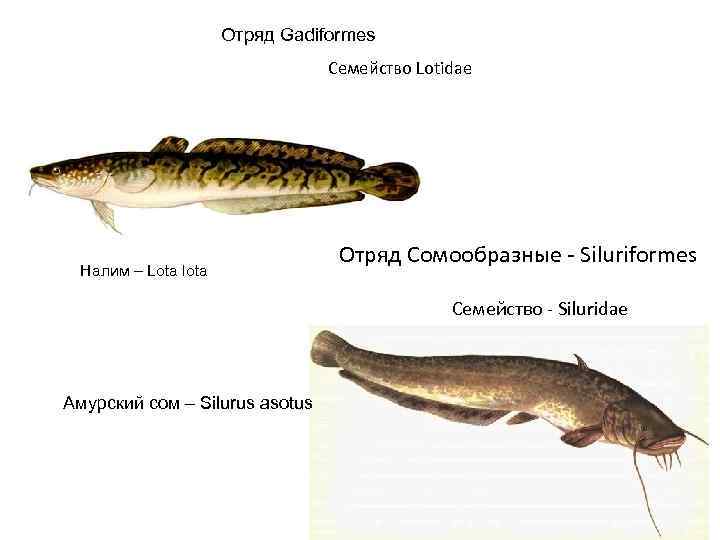 Отряд Gadiformes Семейство Lotidae Налим – Lota lota Отряд Сомообразные - Siluriformes Семейство -