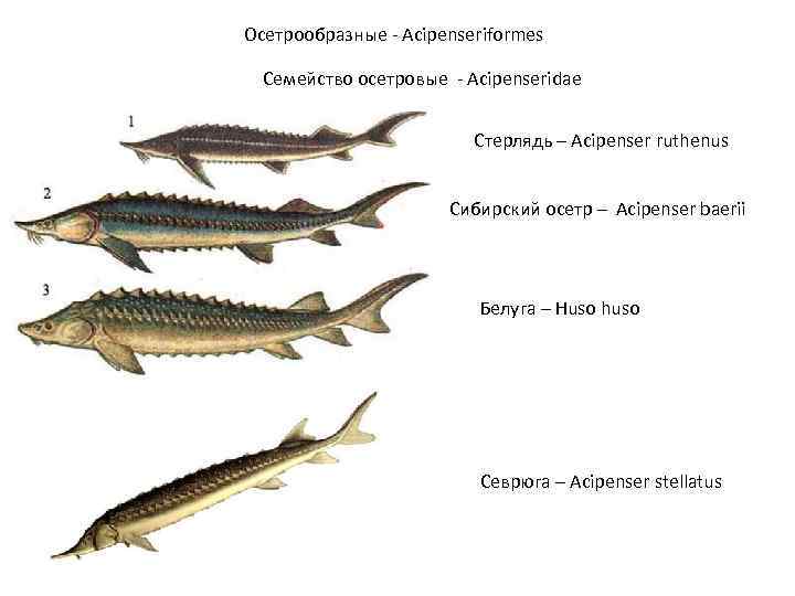 Осетрообразные - Acipenseriformes Семейство осетровые - Acipenseridae Стерлядь – Acipenser ruthenus Сибирский осетр –