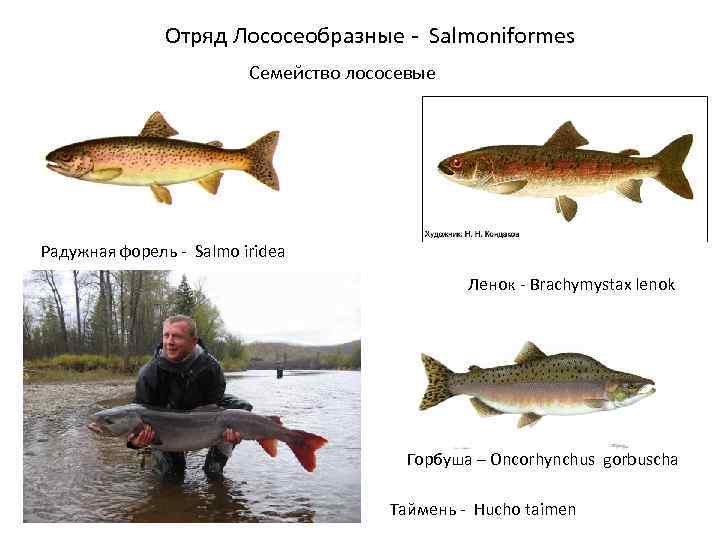 Отряд Лососеобразные - Salmoniformes Семейство лососевые Радужная форель - Salmo iridea Ленок - Brachymystax