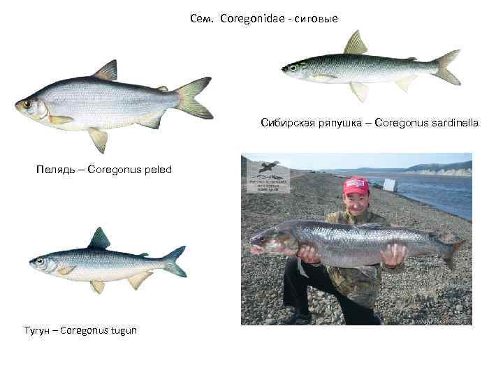Семейство сиговых рыб список с фото и названиями