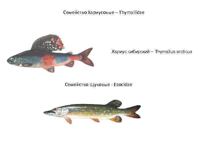 Семейство Хариусовые – Thymallidae Хариус сибирский – Thymallus arcticus Семейство Щуковые - Esocidae 