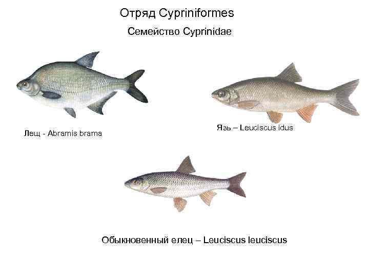 Отряд Cypriniformes Семейство Cyprinidae Лещ - Abramis brama Язь – Leuciscus idus Обыкновенный елец