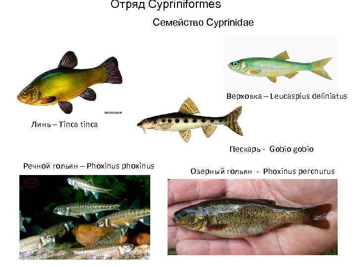 Отряд Cypriniformes Семейство Cyprinidae Верховка – Leucaspius deliniatus Линь – Tinca tinca Пескарь -