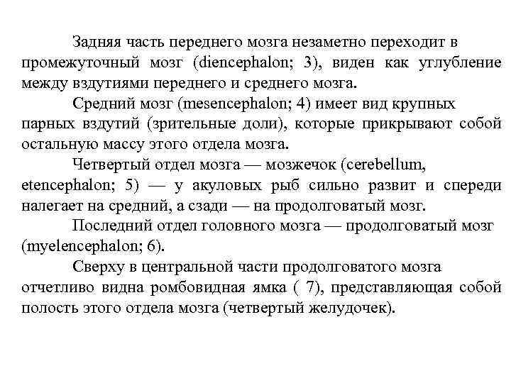 Задняя часть переднего мозга незаметно переходит в промежуточный мозг (diencephalon; 3), виден как углубление