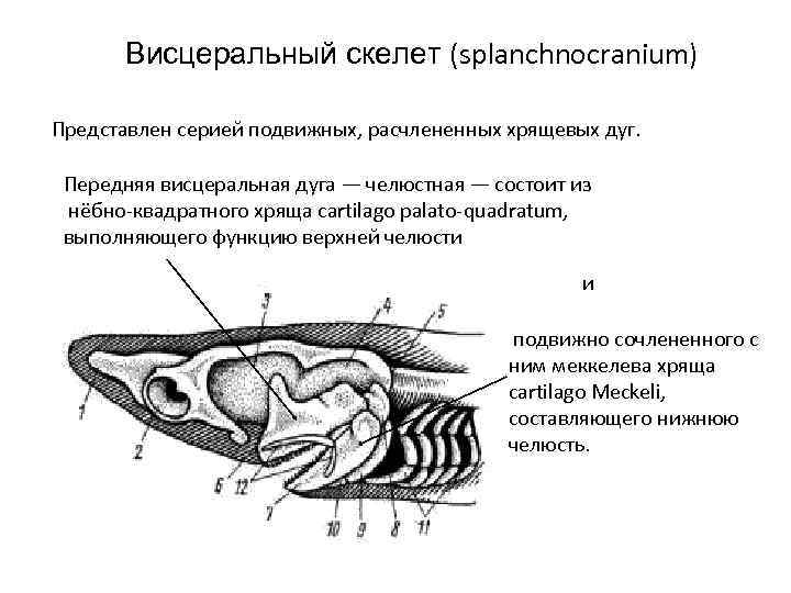Висцеральный скелет (splanchnocranium) Представлен серией подвижных, расчлененных хрящевых дуг. Передняя висцеральная дуга — челюстная