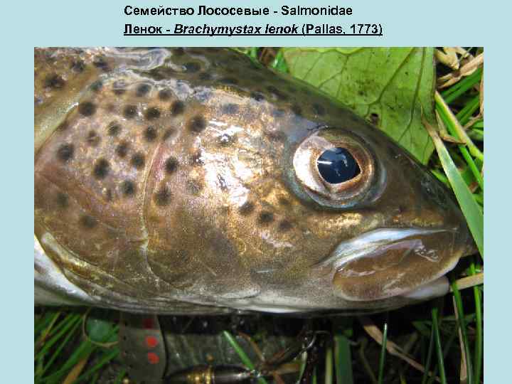 Семейство Лососевые - Salmonidae Ленок - Brachymystax lenok (Pallas, 1773) 