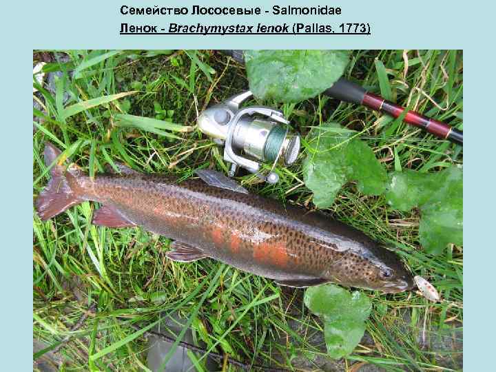 Семейство Лососевые - Salmonidae Ленок - Brachymystax lenok (Pallas, 1773) 