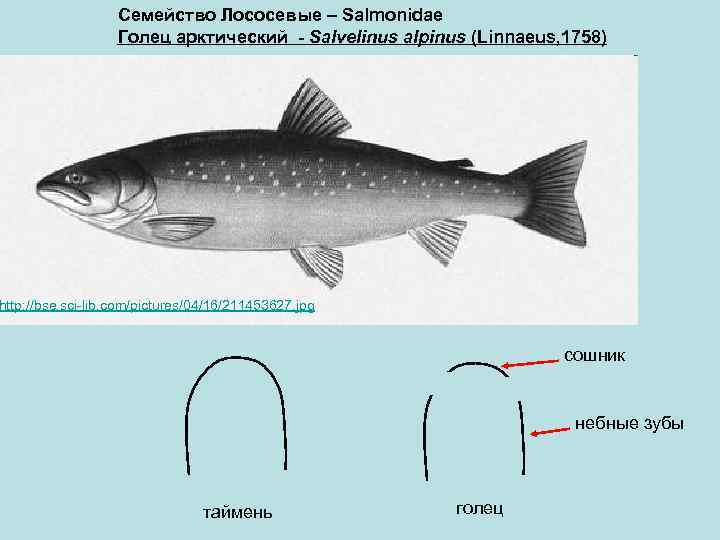 Арктическая рыба из лососевых 5