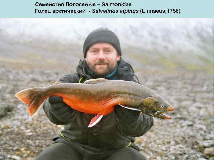 Семейство Лососевые – Salmonidae Голец арктический - Salvelinus alpinus (Linnaeus, 1758) 