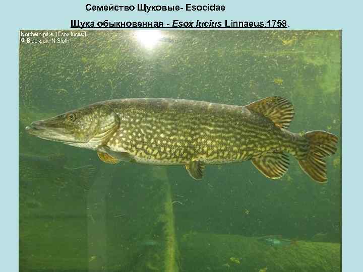 Семейство Щуковые- Esocidae Щука обыкновенная - Esox lucius Linnaeus, 1758. 