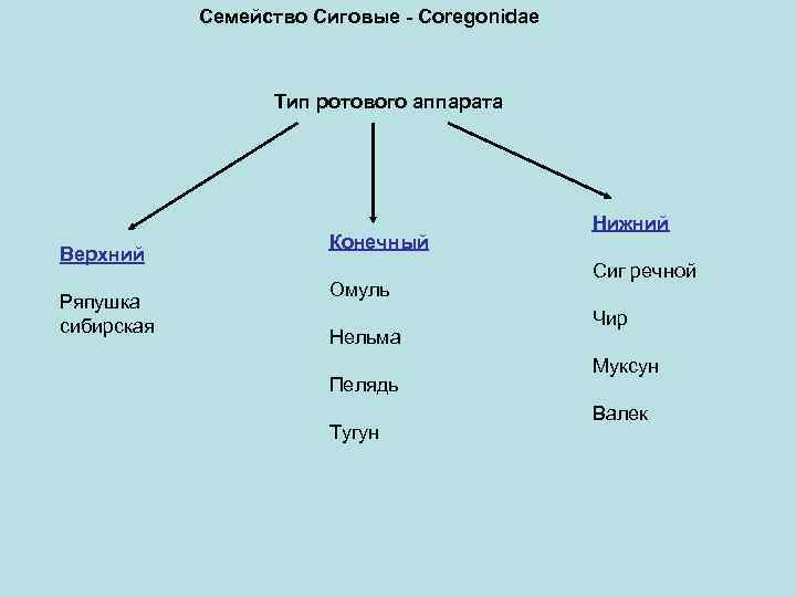 Семейство Сиговые - Coregonidae Тип ротового аппарата Верхний Ряпушка сибирская Конечный Омуль Нельма Пелядь