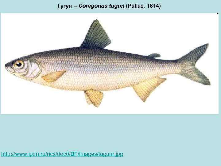 Тугун – Coregonus tugun (Pallas, 1814) http: //www. ipdn. ru/rics/doc 0/BF/images/tugunr. jpg 