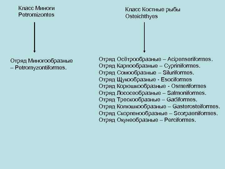 Класс Миноги Petromizontes Отряд Миногообразные – Petromyzontiformes. Класс Костные рыбы Osteichthyes Отряд Осётрообразные –
