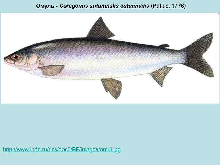 Омуль - Coregonus autumnalis (Pallas, 1776) http: //www. ipdn. ru/rics/doc 0/BF/images/omul. jpg 