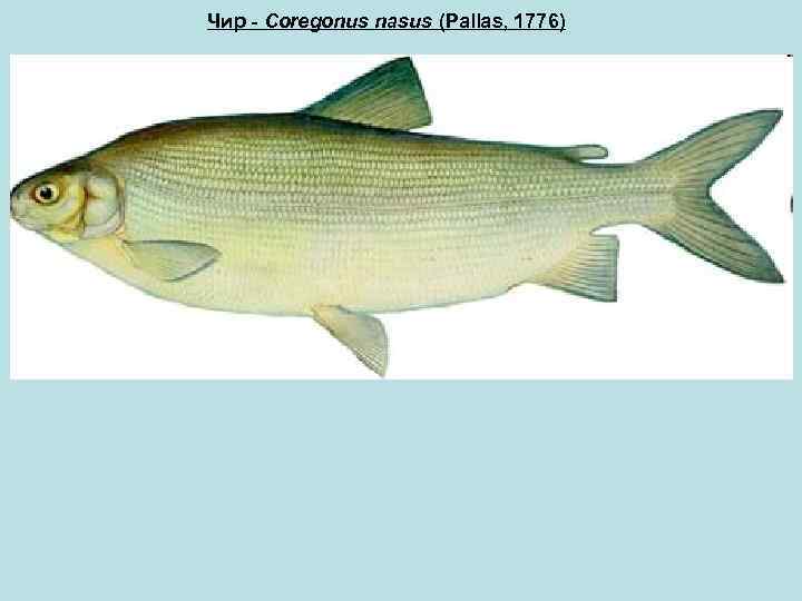 Чир - Coregonus nasus (Pallas, 1776) 