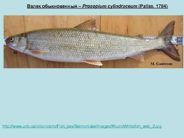 Валек - Prosopium cylindraceum