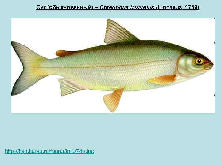 Сиг (обыкновенный) – Coregonus lavaretus (Linnaeus, 1758) http: //fish. krasu. ru/fauna/img/74 b. jpg 
