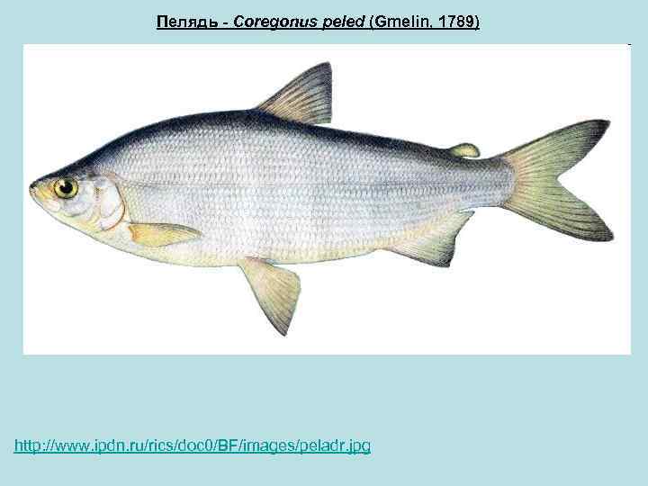 Пелядь - Coregonus peled (Gmelin, 1789) http: //www. ipdn. ru/rics/doc 0/BF/images/peladr. jpg 