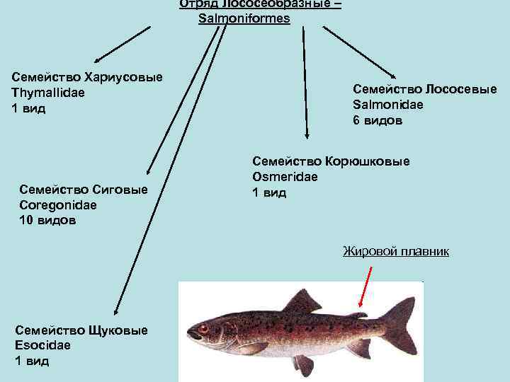 Лососеобразные рыбы представители