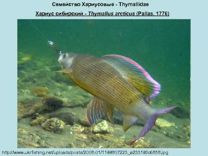 Семейство Хариусовые - Thymallidae Хариус сибирский - Thymallus arcticus (Pallas, 1776) http: //www. ukrfishing.