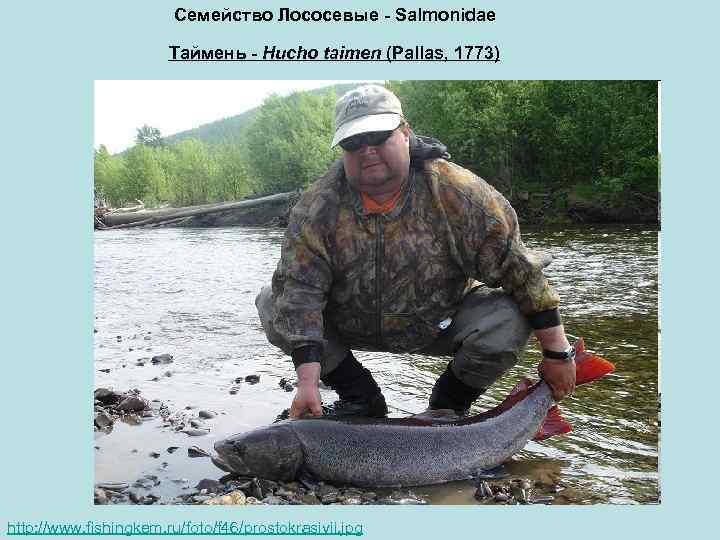 Семейство Лососевые - Salmonidae Таймень - Hucho taimen (Pallas, 1773) http: //www. fishingkem. ru/foto/f