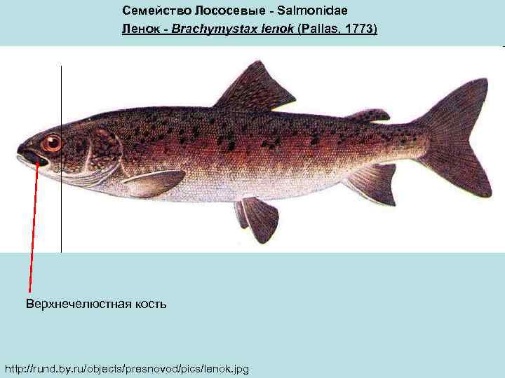 Семейство Лососевые - Salmonidae Ленок - Brachymystax lenok (Pallas, 1773) Верхнечелюстная кость http: //rund.