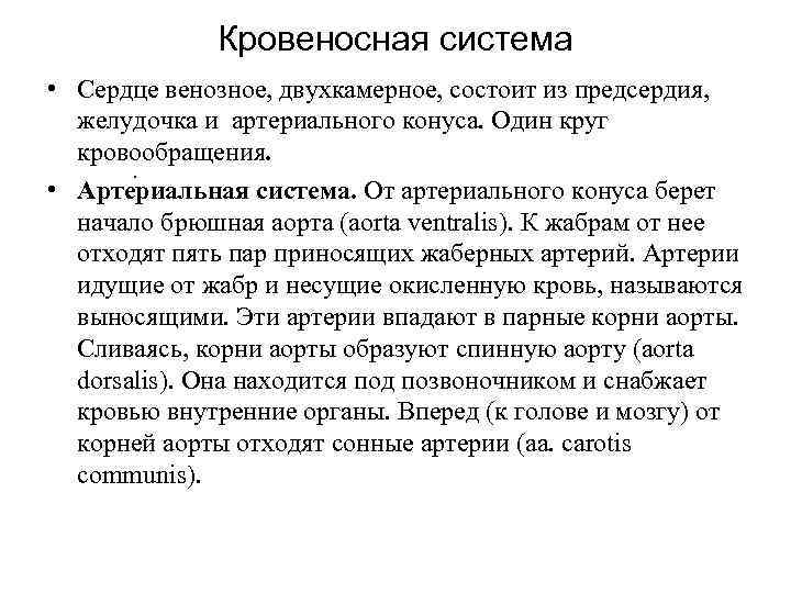 Кровеносная система • Сердце венозное, двухкамерное, состоит из предсердия, желудочка и артериального конуса. Один