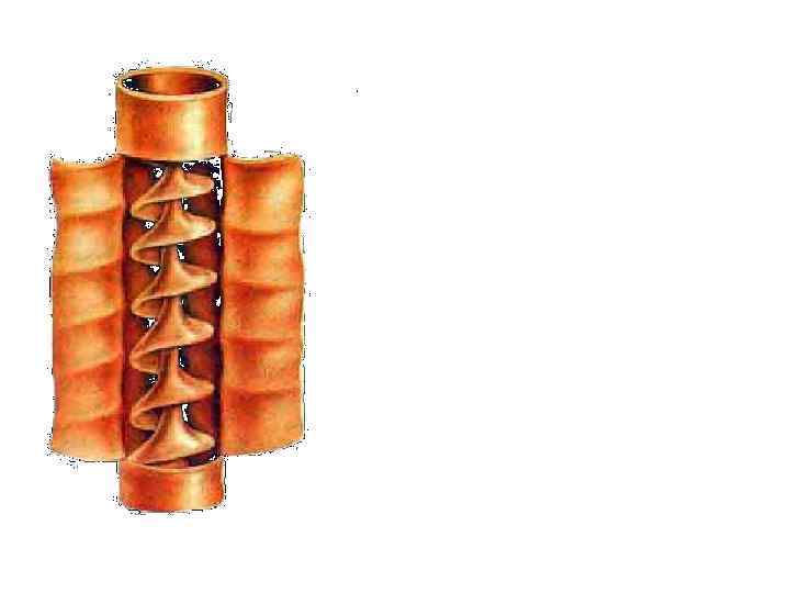 Кишечник – очень короткий Спиральный клапан значительно увеличивает площадь кишечника – 