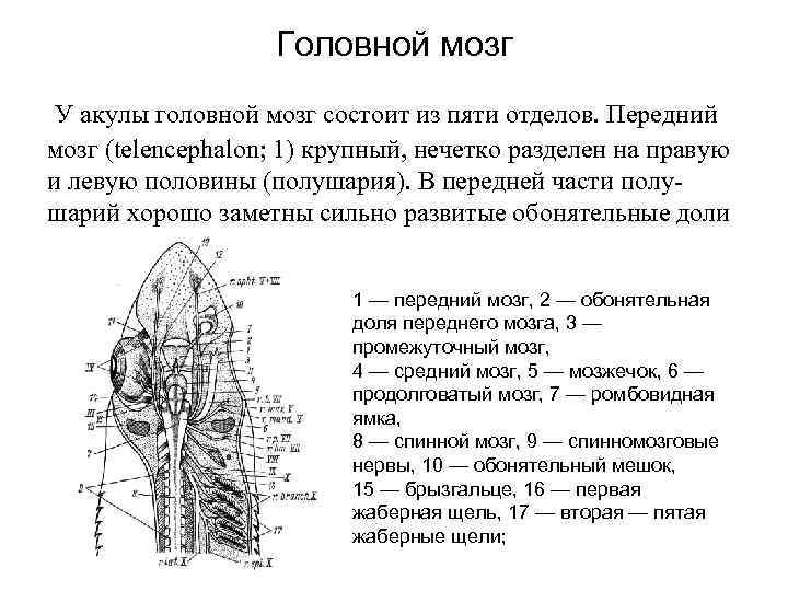 Мозг акулы схема