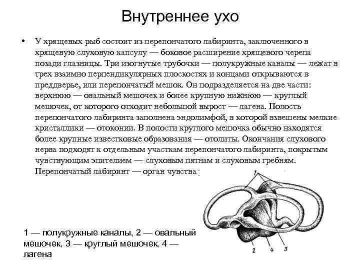 Внутреннее ухо • У хрящевых рыб состоит из перепончатого лабиринта, заключенного в хрящевую слуховую