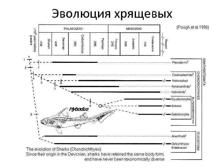 Эволюция хрящевых 