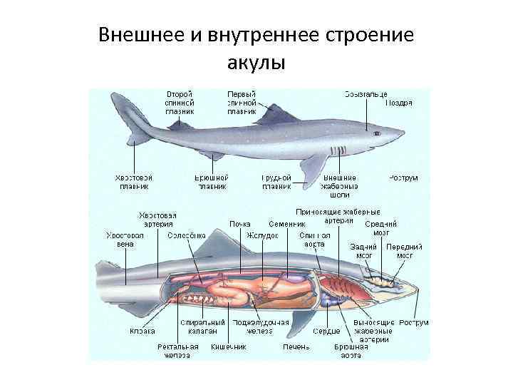 Внутреннее строение акулы рисунок с подписями