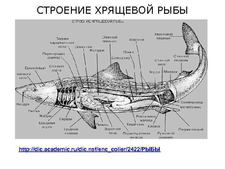 СТРОЕНИЕ ХРЯЩЕВОЙ РЫБЫ http: //dic. academic. ru/dic. nsf/enc_colier/2422/РЫБЫ 