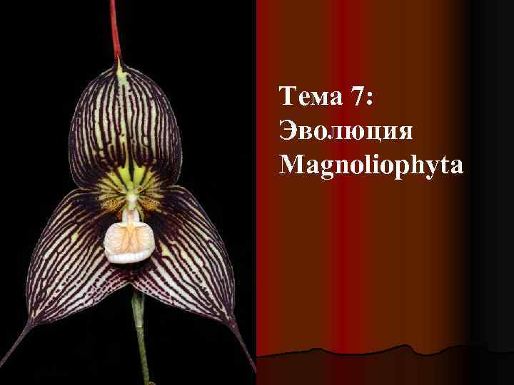 Тема 7: Эволюция Magnoliophyta 