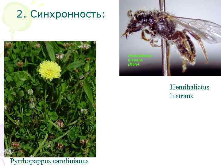 2. Синхронность: Hemihalictus lustrans Pyrrhopappus carolinianus 