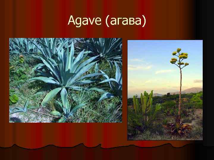 Agave (агава) 