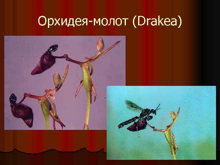 Орхидея-молот (Drakea) 