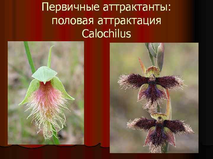 Первичные аттрактанты: половая аттрактация Calochilus 