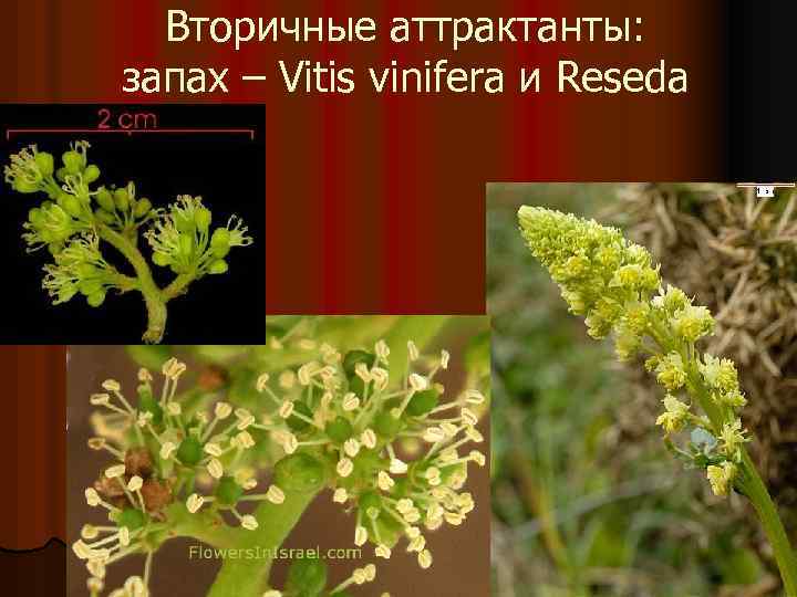 Вторичные аттрактанты: запах – Vitis vinifera и Reseda 