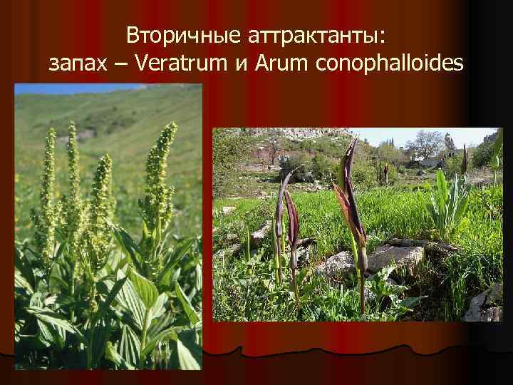 Вторичные аттрактанты: запах – Veratrum и Arum conophalloides 