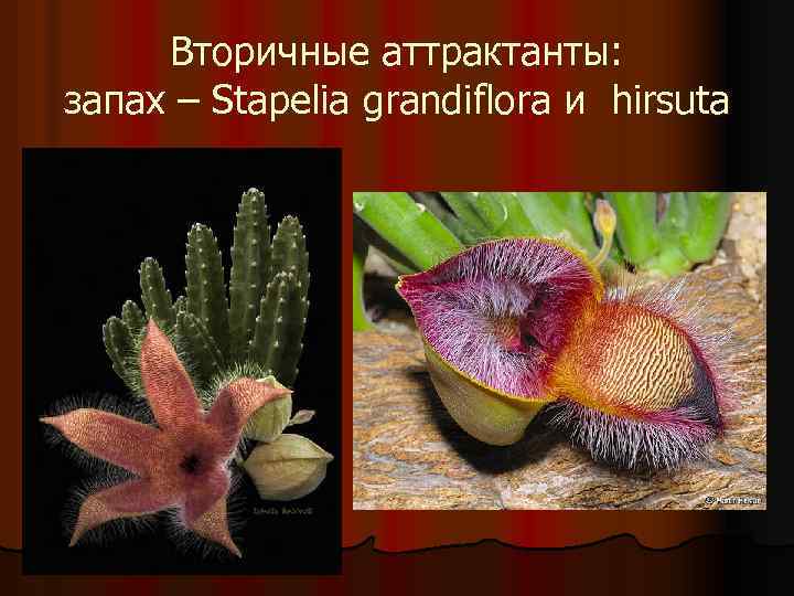 Вторичные аттрактанты: запах – Stapelia grandiflora и hirsuta 