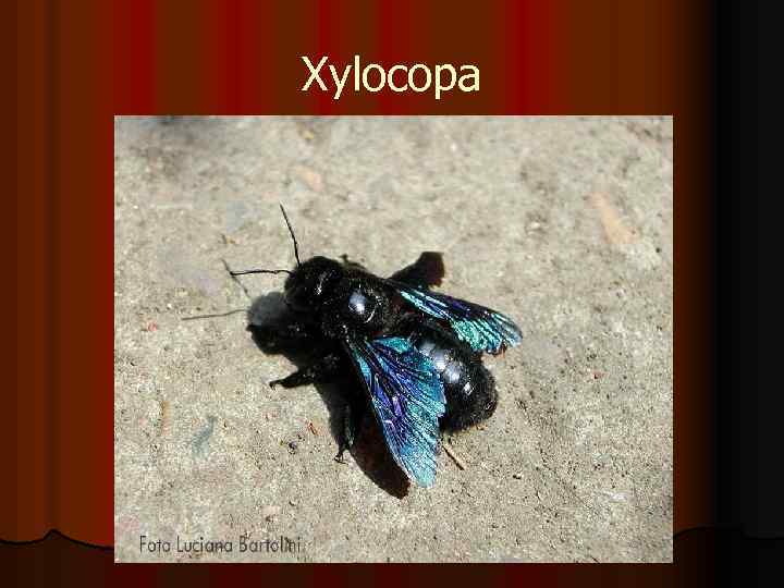 Xylocopa 